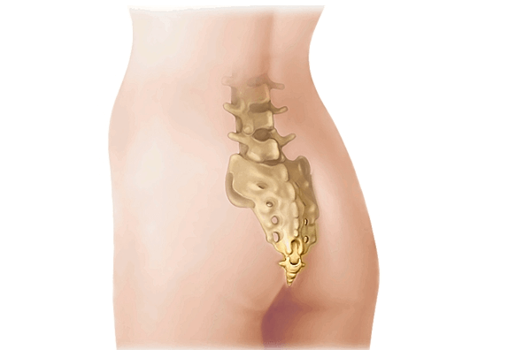 Ces parties inutiles du corps