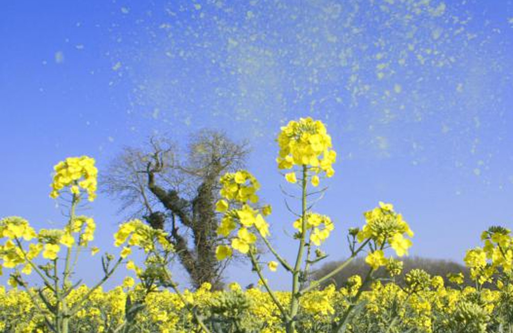 Changement climatique : de plus en plus de pollens, et d’allergies